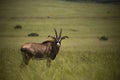 Single Roan antelope Africa in the grasslands Royalty Free Stock Photo